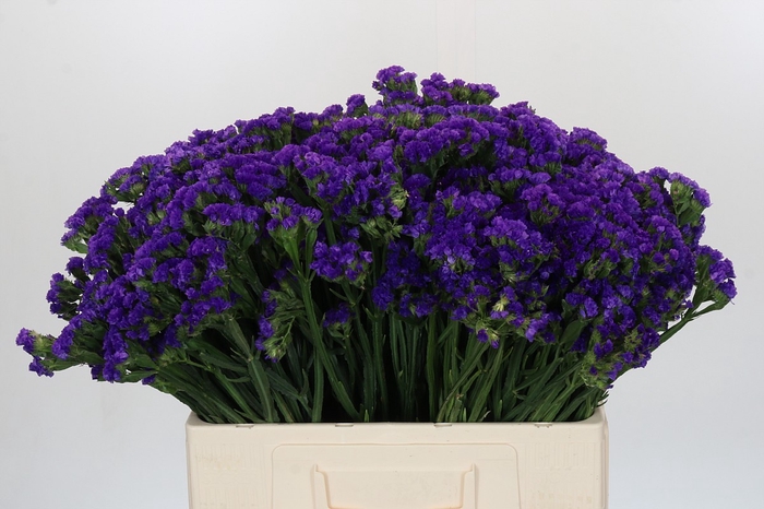 <h4>Limonium Sinuatum Navy Sun Birds</h4>