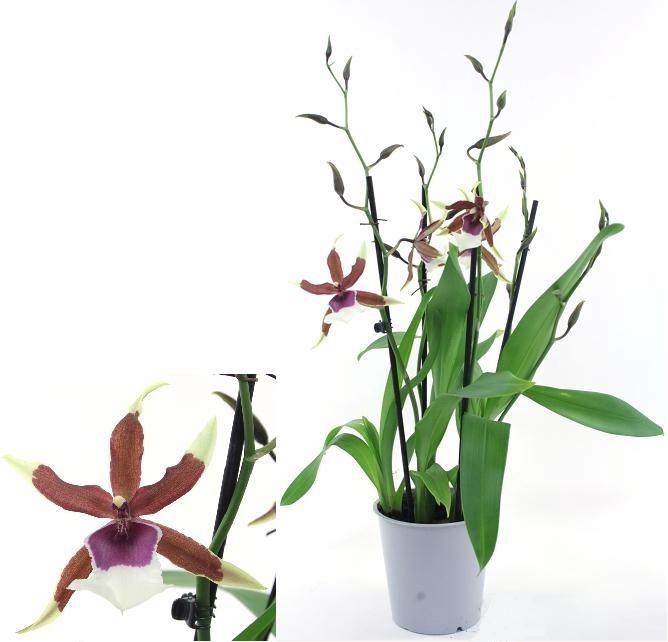 <h4>Beallara Eurostar 2-tak</h4>