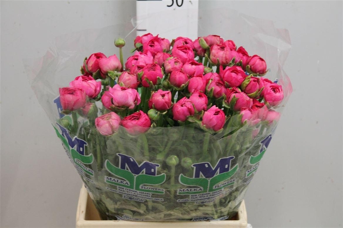 <h4>Ran El Hot Pink</h4>