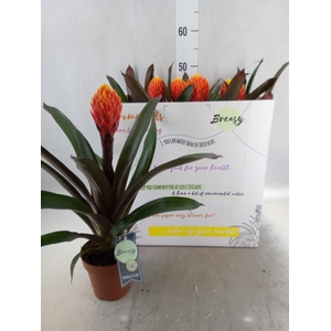 Guzmania  'Tala'