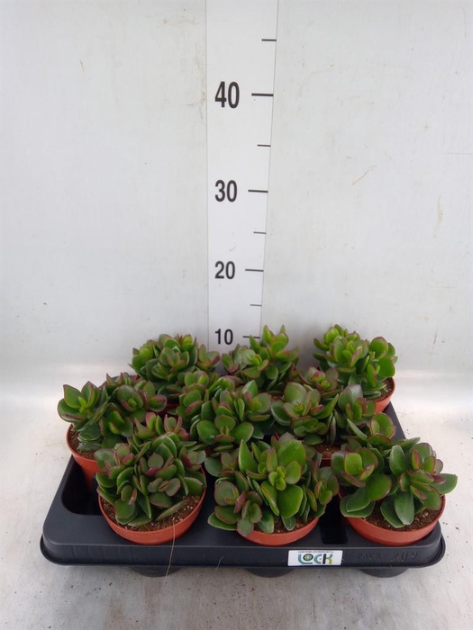 <h4>Crassula   ...</h4>