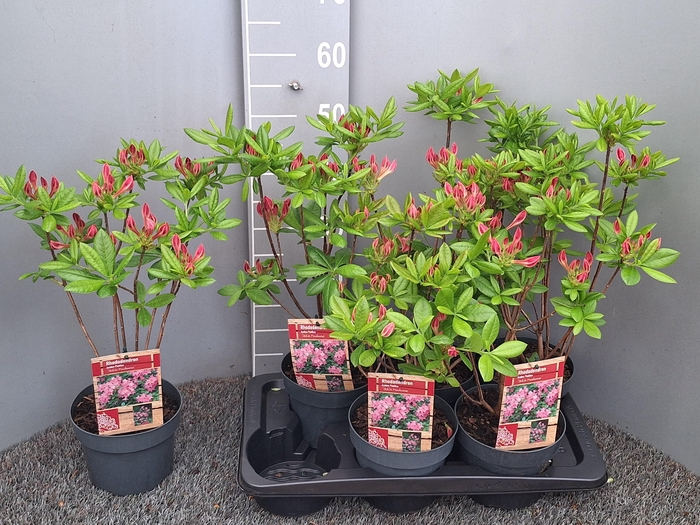 <h4>RHOD MO GEM</h4>