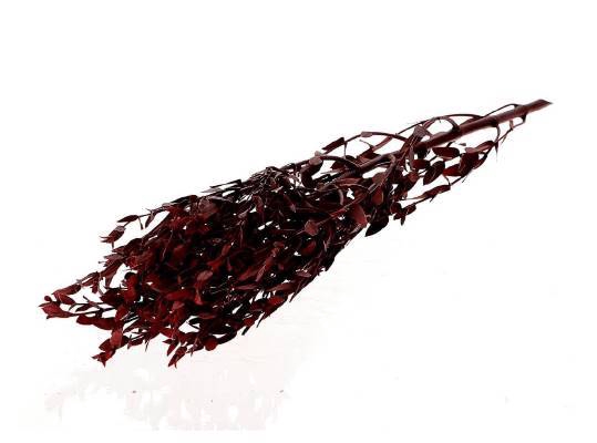 Bunch Euca Parvifoglia Pres.60g