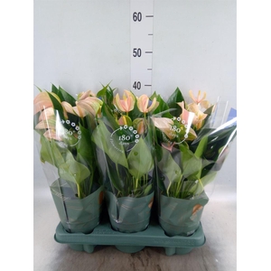 Anthurium andr. 'Joli Peach'