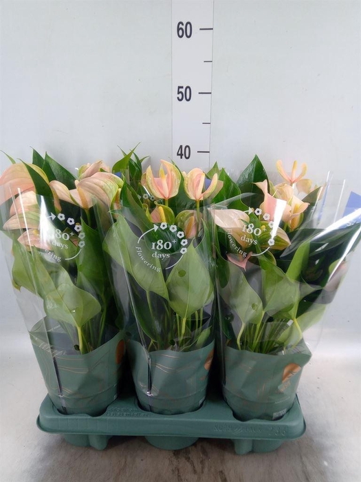 <h4>Anthurium andr. 'Joli Peach'</h4>