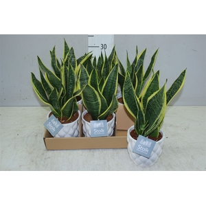 Sansevieria Superba In Ariel Keramiek