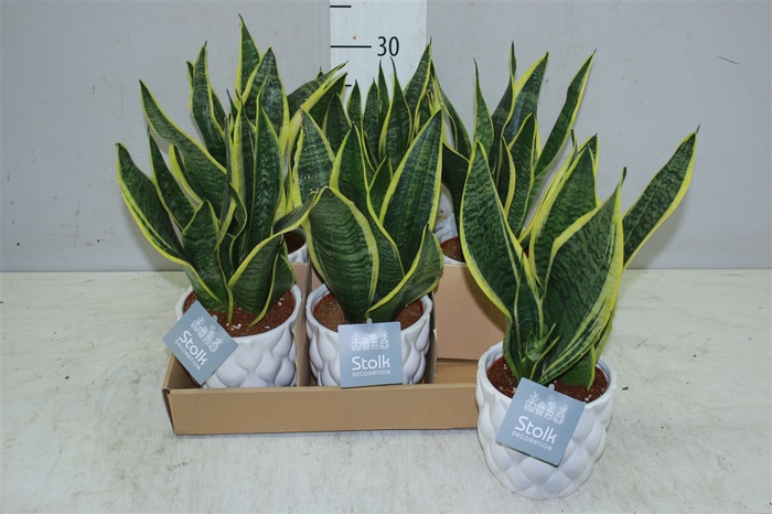 <h4>Sansevieria Superba In Ariel Keramiek</h4>