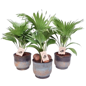 Livistona in Pot Aico mix D17