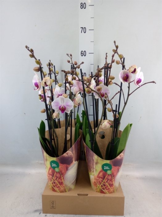 <h4>Phalaenopsis  'Ant Denver'</h4>