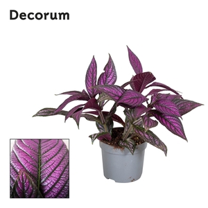 Strobilanthes dyeriana Decorum