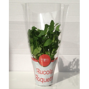 Rucola P9