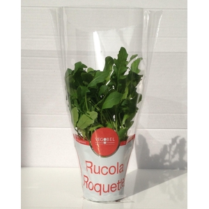 Rucola P9