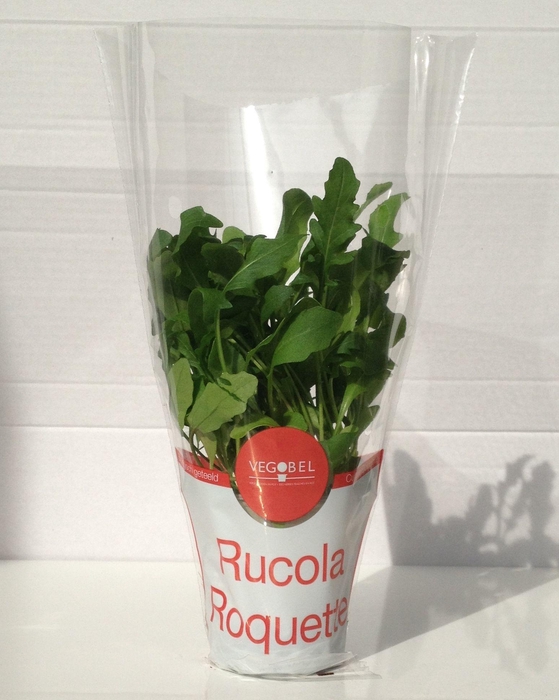 <h4>Rucola P9</h4>