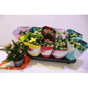 arr8 Kalanchoe Double Deluxe Mix