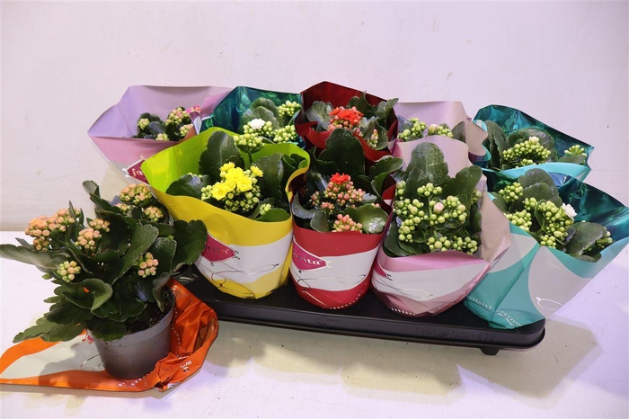 <h4>arr8 Kalanchoe Double Deluxe Mix</h4>