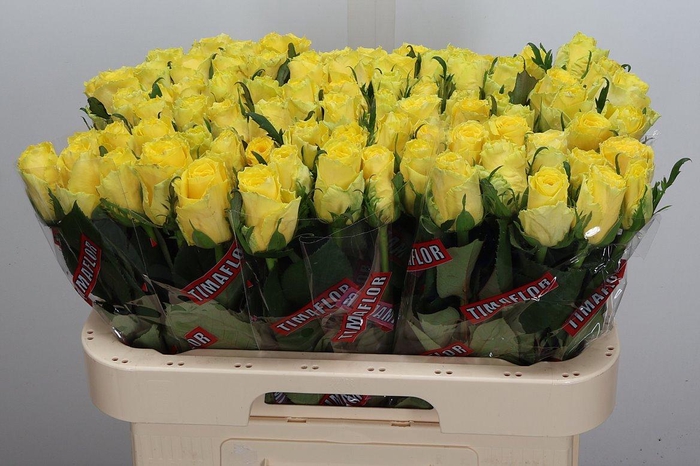 <h4>R Gr Good Times</h4>