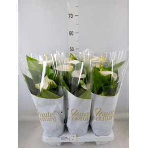 Anthurium andr. 'Cocos'