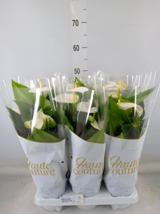 <h4>Anthurium andr. 'Cocos'</h4>