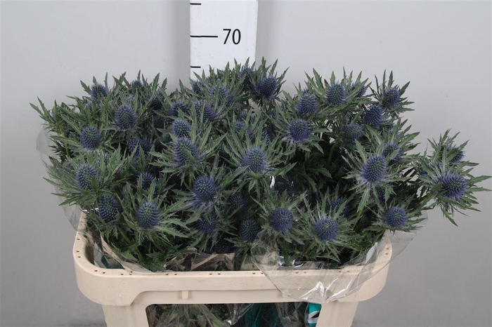 <h4>Eryn Aquarius Qstar</h4>