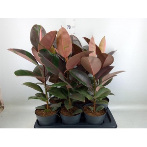 Ficus elastica 'Pink Camouflage'