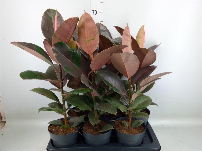 <h4>Ficus elastica 'Pink Camouflage'</h4>