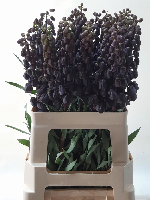 <h4>FRIT PERSICA</h4>