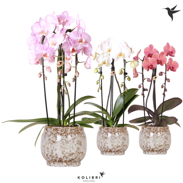 <h4>Kolibri Orchids Cascade Niagara fall 2 spike in Safari</h4>