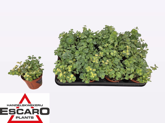 arr8 Sedum Si Mediovarieg