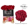 R GR RASPB ELEGANCE