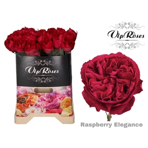 R GR RASPB ELEGANCE