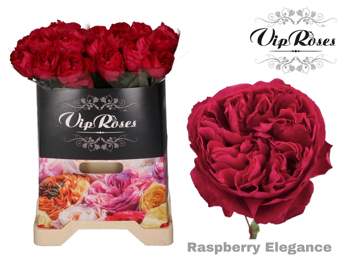 R GR RASPB ELEGANCE