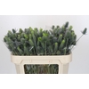 Eryngium Electric Dynamite