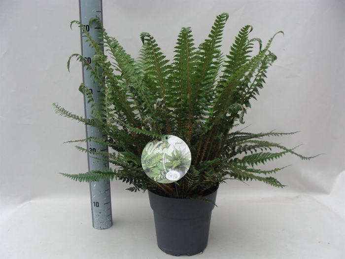 <h4>Asplenium   ...</h4>