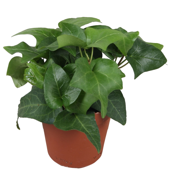 <h4>Hedera helix 'Mein Herz'</h4>