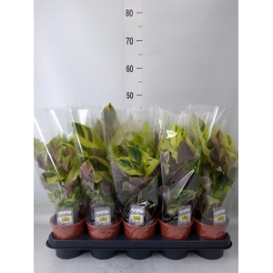 Calathea  'Fusion Yellow'