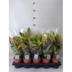 Calathea  'Fusion Yellow'