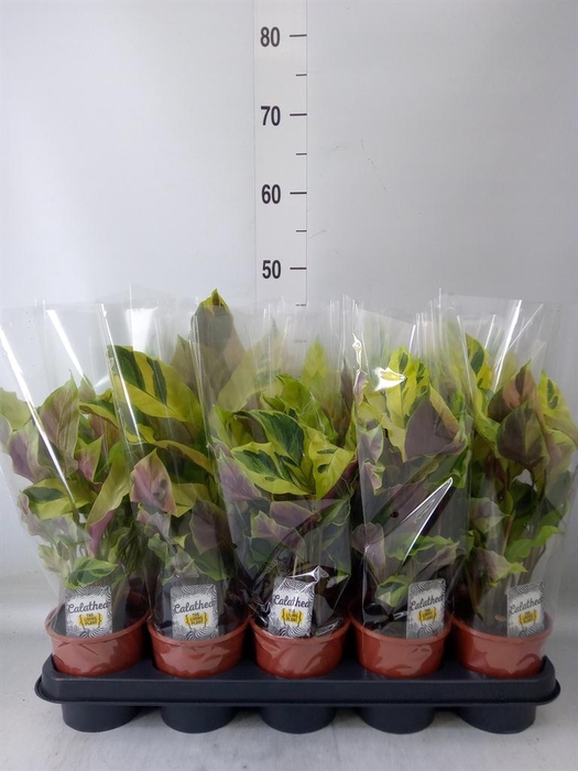 <h4>Calathea  'Fusion Yellow'</h4>