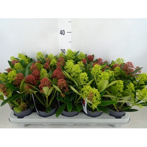 Skimmia jap.