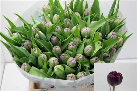 <h4>Tu Du Python</h4>