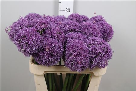 <h4>Allium Globemaster</h4>