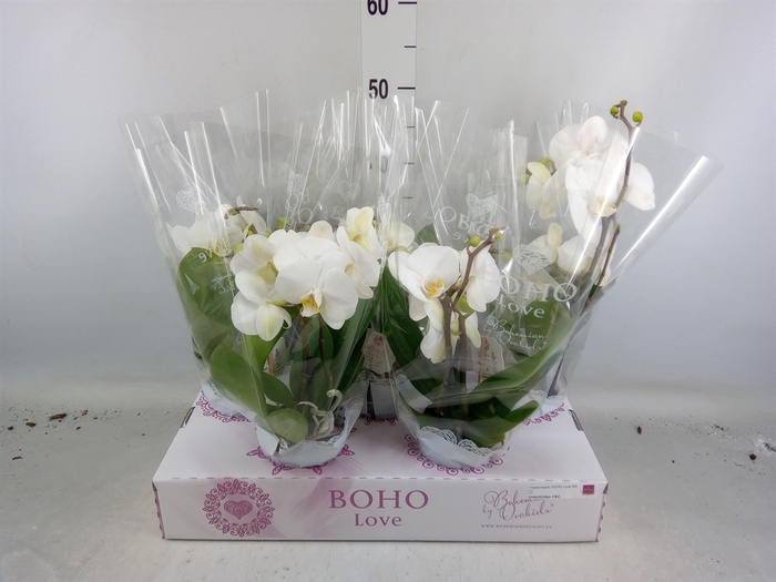 <h4>Phalaenopsis   ...white</h4>