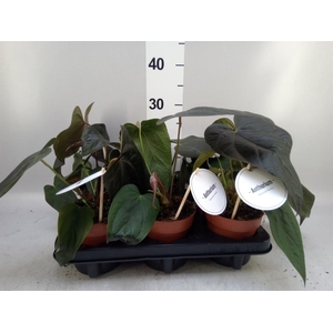 Anthurium   ...
