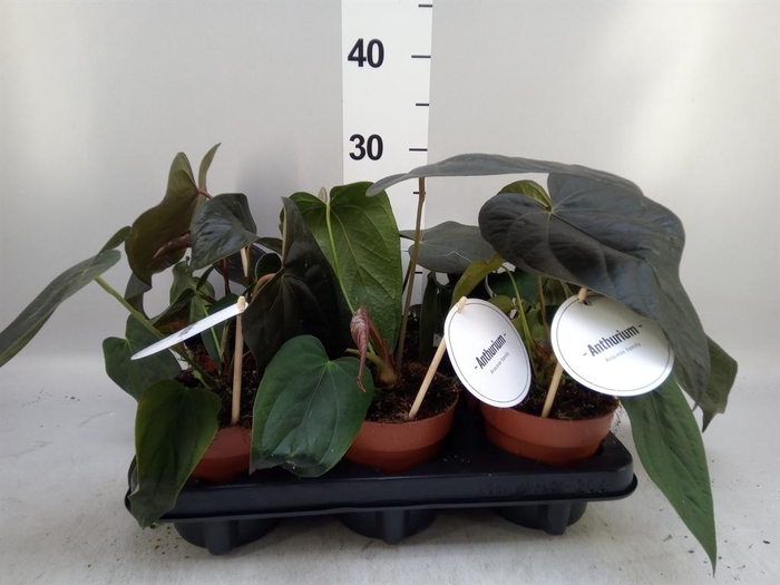 <h4>Anthurium   ...</h4>