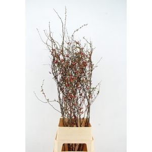 CHAENOMELES JAPONICA RED 120CM