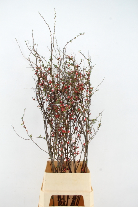 <h4>CHAENOMELES JAPONICA RED 120CM</h4>