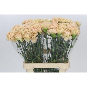 Dianthus St Lege Marrone