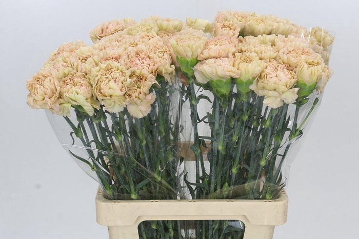 <h4>Dianthus St Lege Marrone</h4>