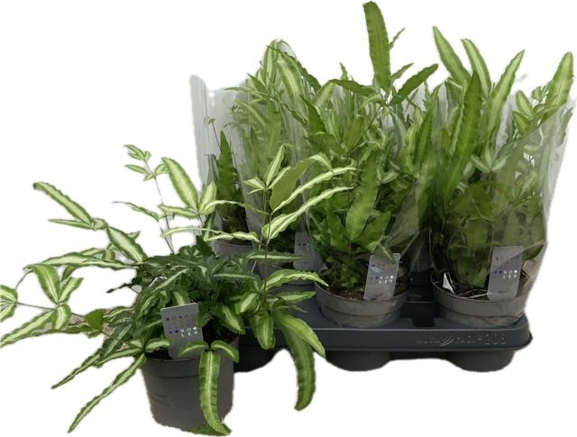 <h4>PTERIS ALBOLINEATA</h4>