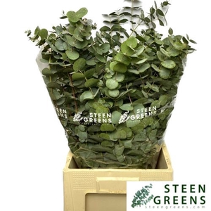 EUCALYPTUS CINEREA