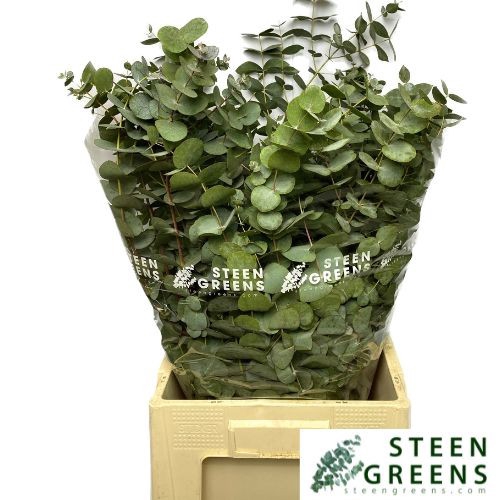 EUCALYPTUS CINEREA